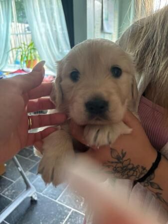 A beautiful golden retriever puppy for sale in Bradford, West Yorkshire - Image 5