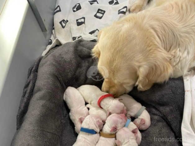 Adorable Cream Golden Retriever Puppies - Ready for New Homes for sale in Sheffield, South Yorkshire - Image 1