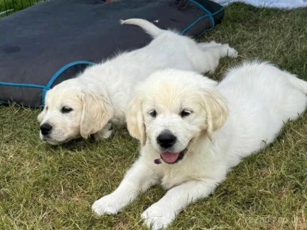 Adorable Cream Golden Retriever Puppies - Ready for New Homes for sale in Sheffield, South Yorkshire - Image 2