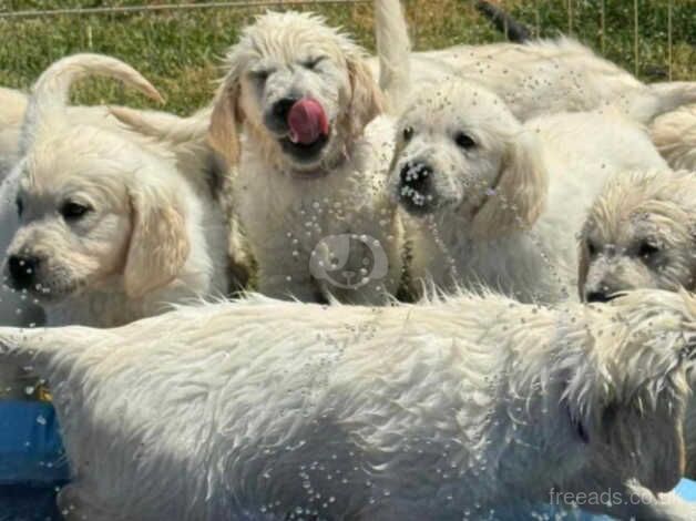 Adorable Cream Golden Retriever Puppies - Ready for New Homes for sale in Sheffield, South Yorkshire - Image 3