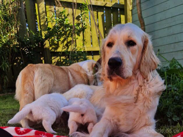 Adorable cream retriever puppies!! for sale in Cockfield, County Durham - Image 1