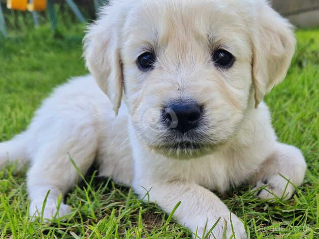 Adorable cream retriever puppies!! for sale in Cockfield, County Durham - Image 2
