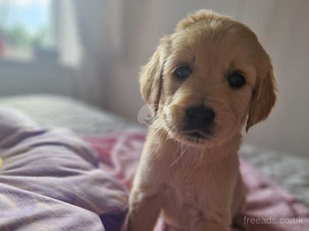 Adorable cream retriever puppies!! for sale in Cockfield, County Durham - Image 3