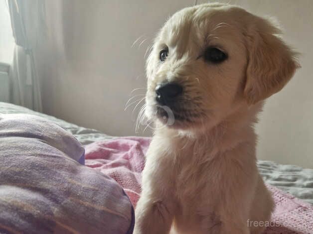 Adorable cream retriever puppies!! for sale in Cockfield, County Durham - Image 4