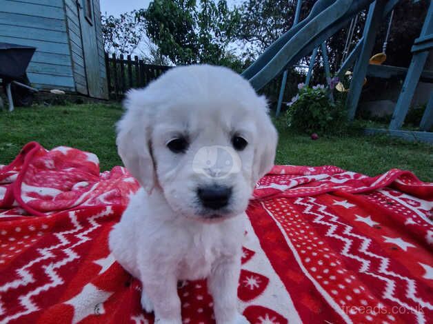 Adorable cream retriever puppies!! for sale in Cockfield, County Durham - Image 5