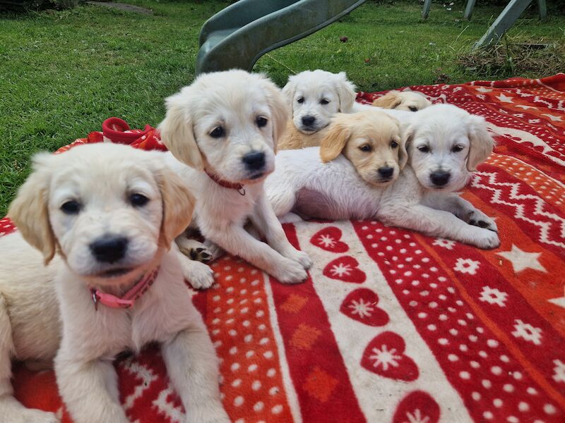 Adorable Cream Retriever puppies ready now!! for sale in Bishop Auckland, County Durham