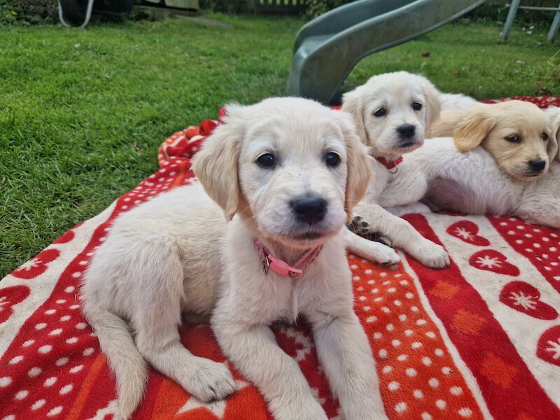 Adorable Cream Retriever puppies ready now!! for sale in Bishop Auckland, County Durham - Image 2