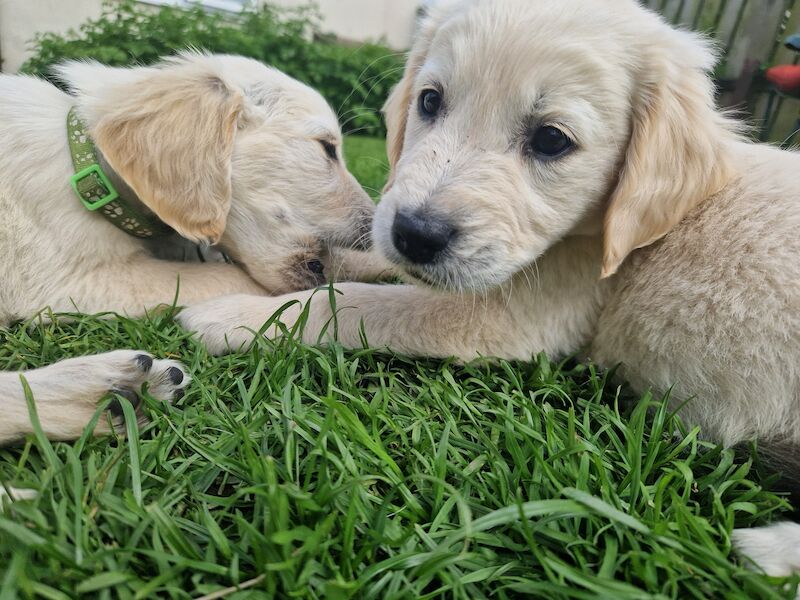 Adorable Cream Retriever puppies ready now!! for sale in Bishop Auckland, County Durham - Image 4