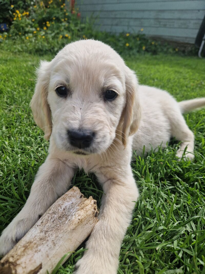 Adorable Cream Retriever puppies ready now!! for sale in Bishop Auckland, County Durham - Image 5