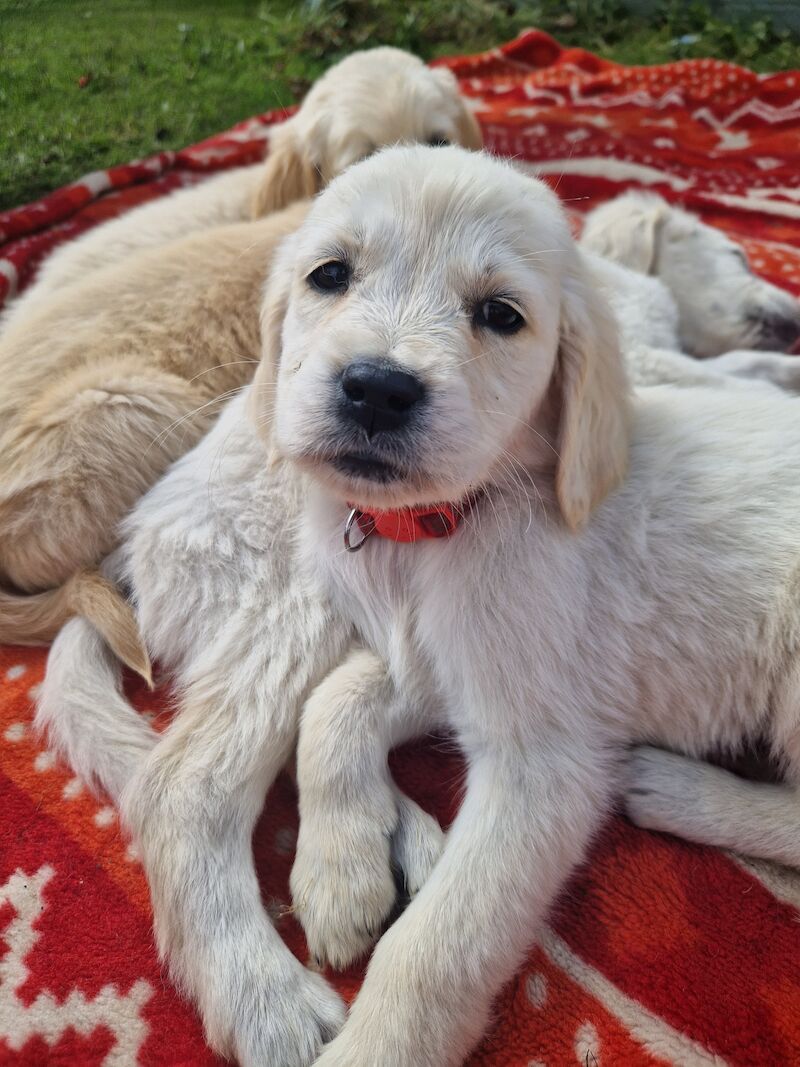 Adorable Cream Retriever puppies ready now!! for sale in Bishop Auckland, County Durham - Image 6