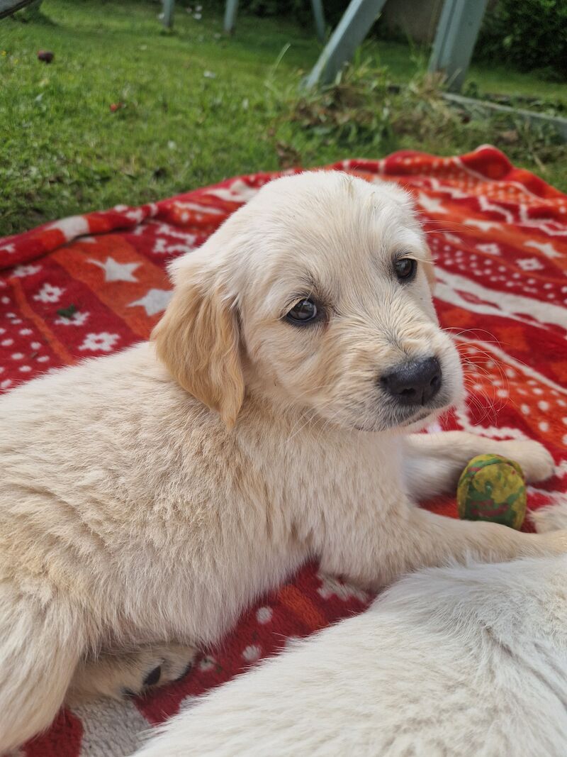 Adorable Cream Retriever puppies ready now!! for sale in Bishop Auckland, County Durham - Image 7