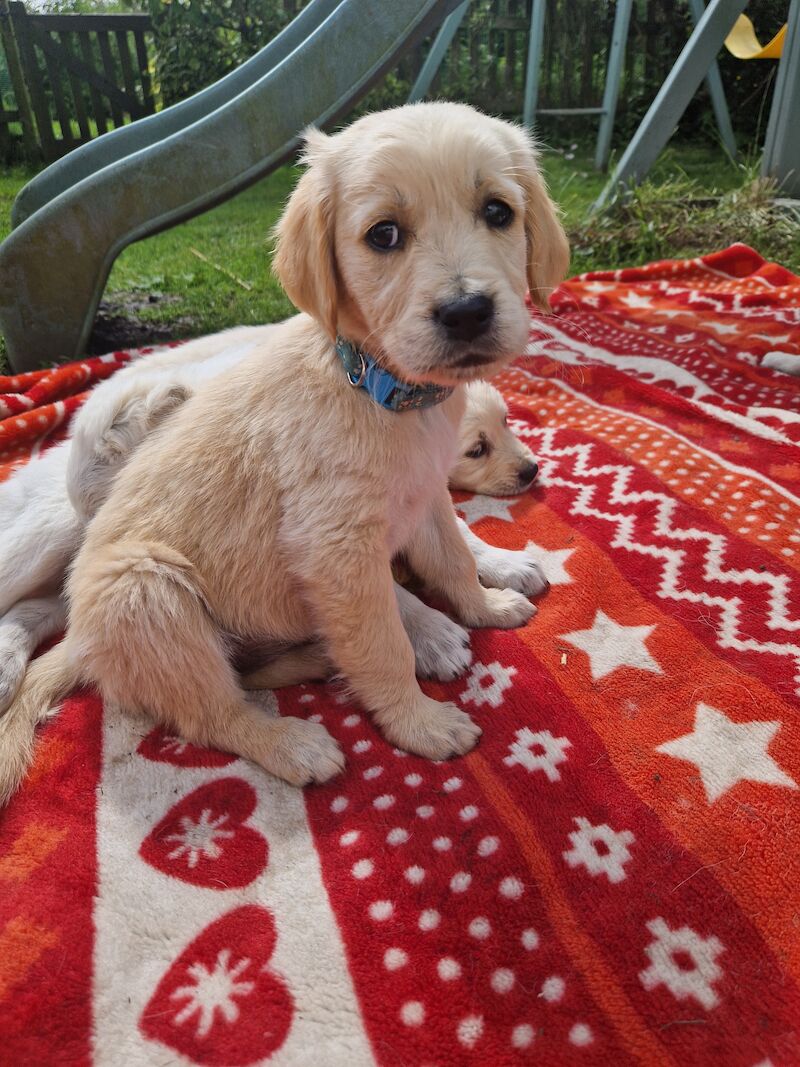 Adorable Cream Retriever puppies ready now!! for sale in Bishop Auckland, County Durham - Image 8