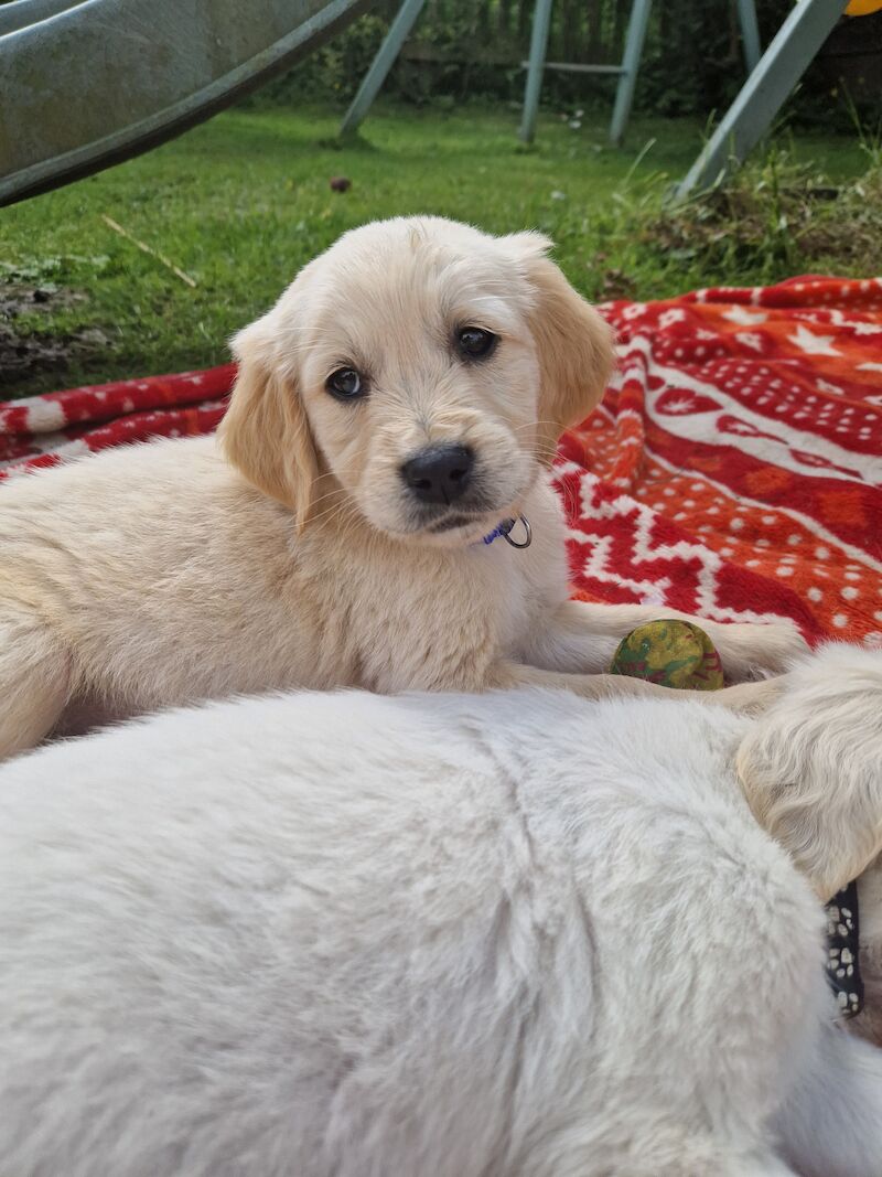 Adorable Cream Retriever puppies ready now!! for sale in Bishop Auckland, County Durham - Image 9