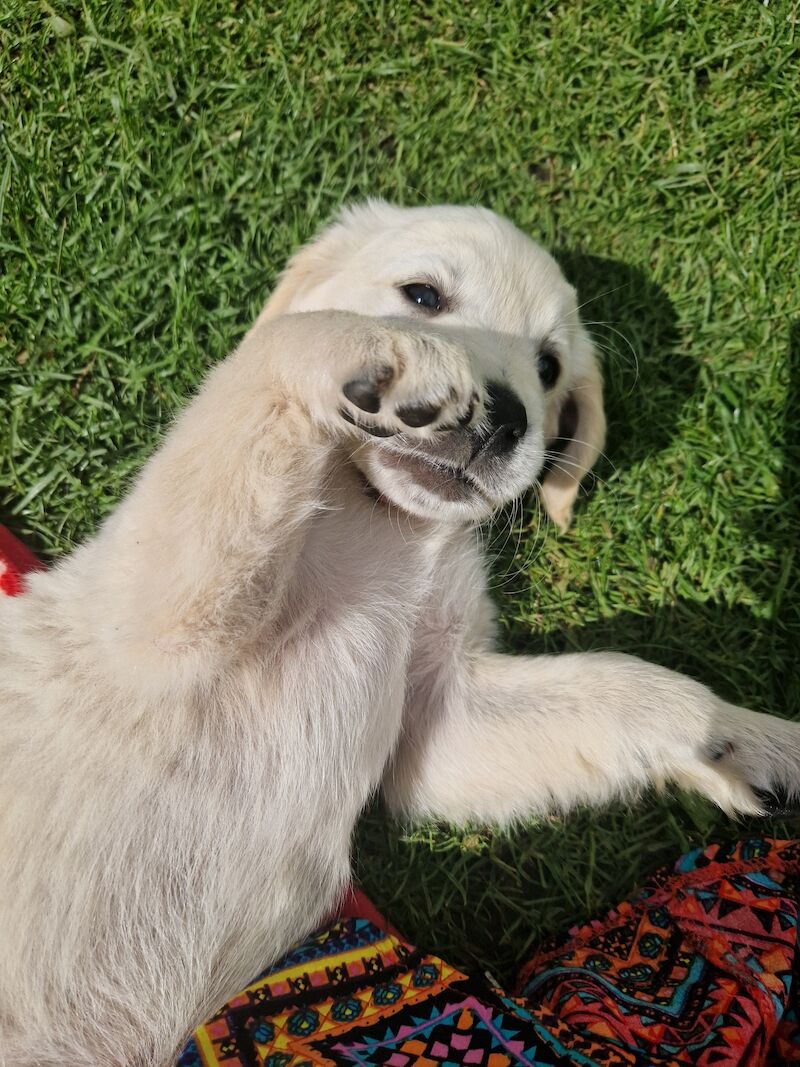 Adorable Cream Retriever puppies ready now!! for sale in Bishop Auckland, County Durham - Image 10