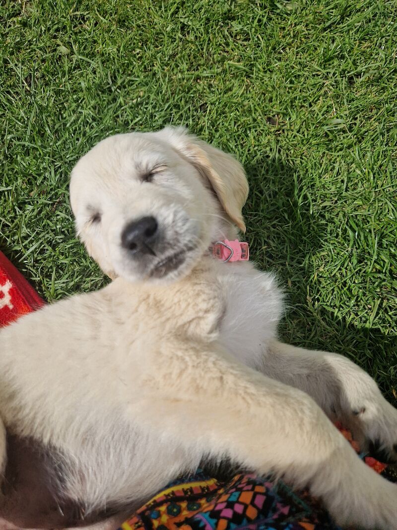 Adorable Cream Retriever puppies ready now!! for sale in Bishop Auckland, County Durham - Image 11