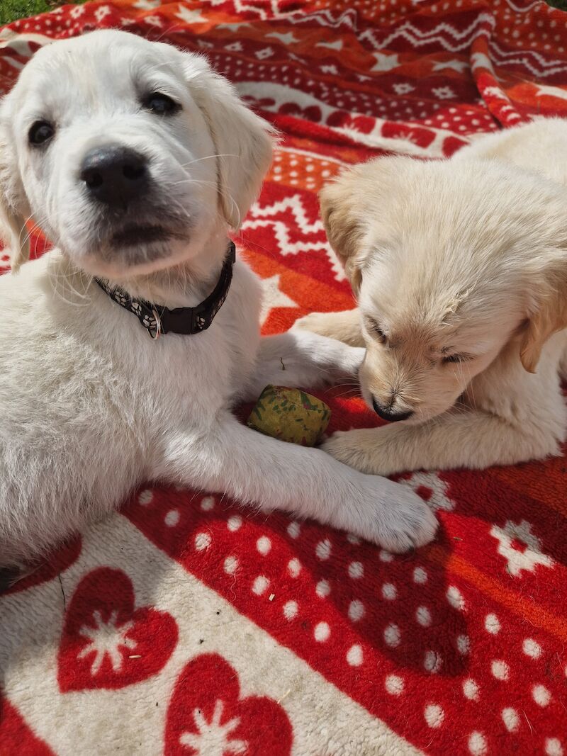 Adorable Cream Retriever puppies ready now!! for sale in Bishop Auckland, County Durham - Image 12