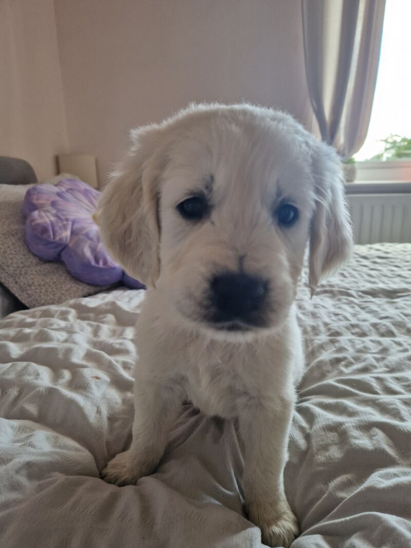 Adorable Cream Retriever puppies ready now!! for sale in Bishop Auckland, County Durham - Image 13