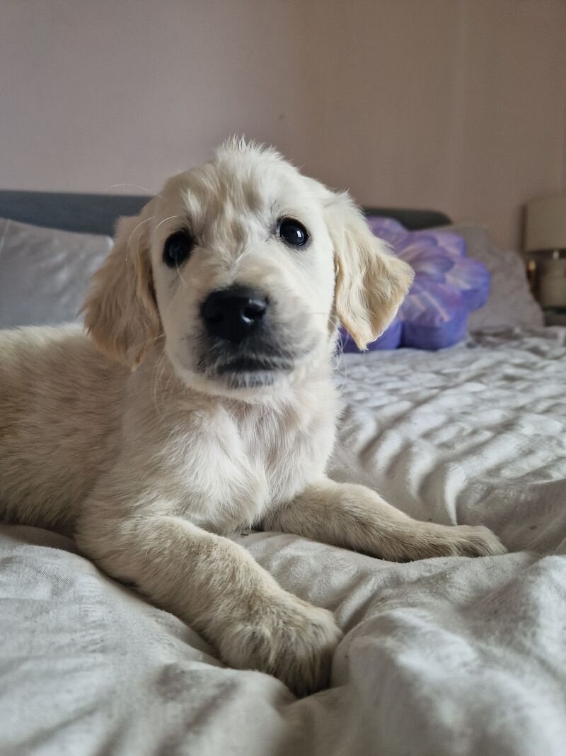 Adorable Cream Retriever puppies ready now!! for sale in Bishop Auckland, County Durham - Image 14