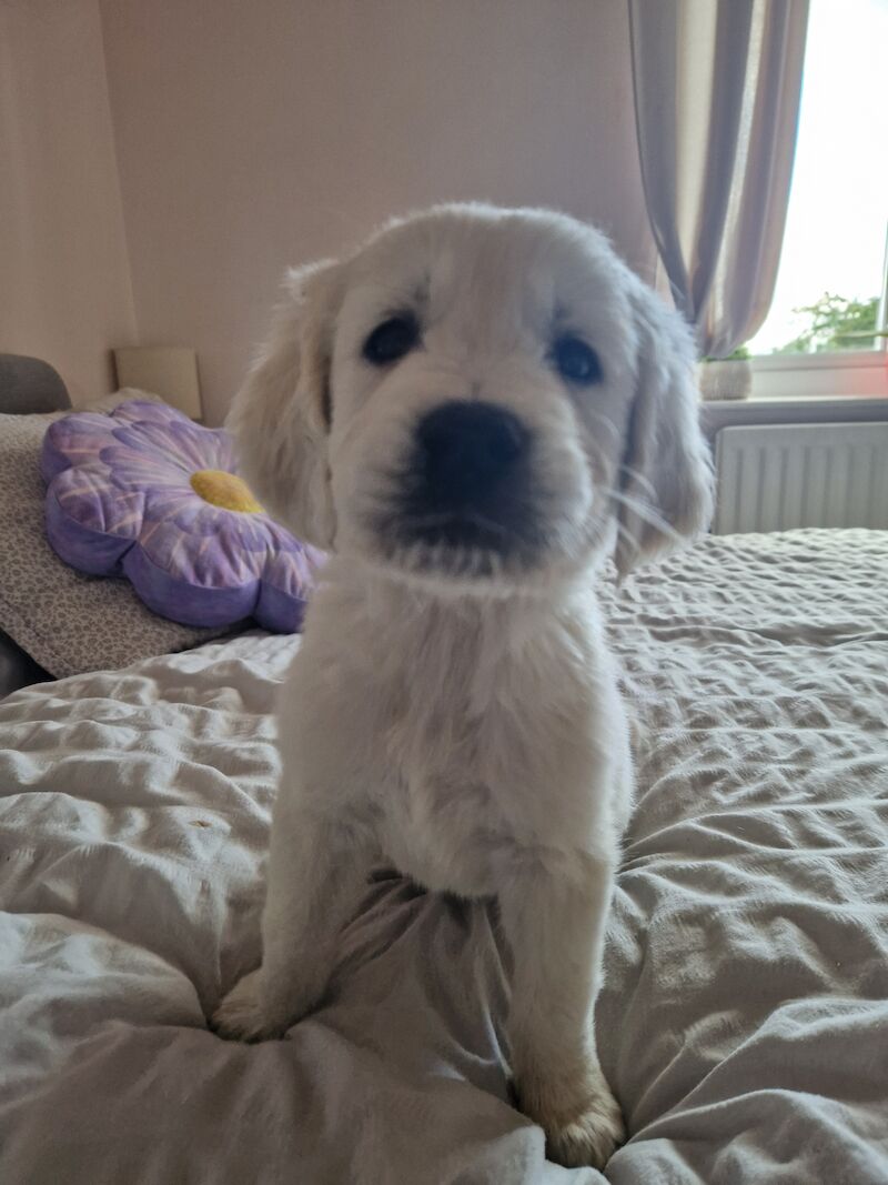 Adorable Cream Retriever puppies ready now!! for sale in Bishop Auckland, County Durham - Image 15