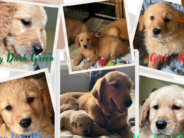 Adorable Golden Pups Await Loving Homes! for sale in Lanark, South Lanarkshire - Image 1