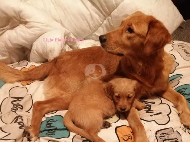 Adorable Golden Pups Await Loving Homes! for sale in Lanark, South Lanarkshire - Image 2