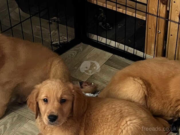 Adorable Golden Pups Await Loving Homes! for sale in Lanark, South Lanarkshire - Image 3