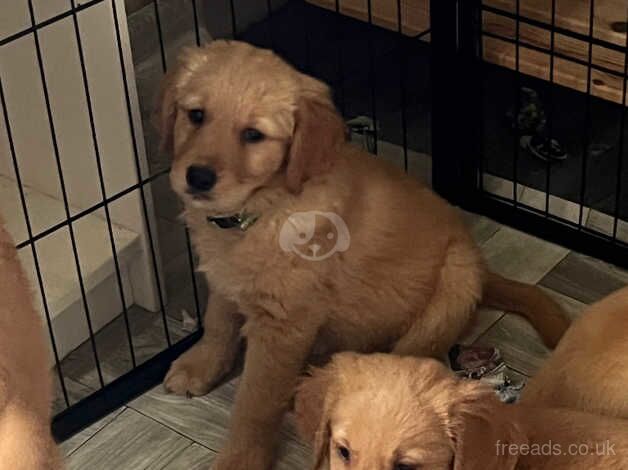 Adorable Golden Pups Await Loving Homes! for sale in Lanark, South Lanarkshire - Image 4