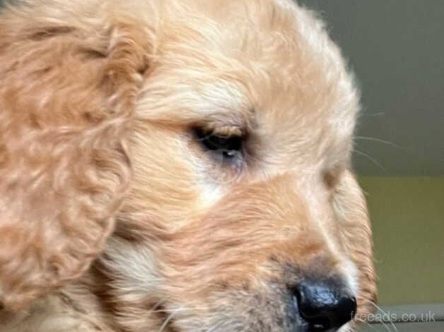 Adorable Golden Pups Await Loving Homes! for sale in Lanark, South Lanarkshire - Image 5