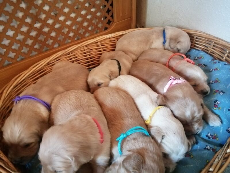 Adorable Golden Retriever Puppies for sale in Stranraer, Dumfries and Galloway - Image 1