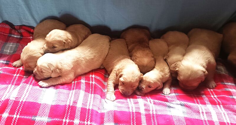 Adorable Golden Retriever Puppies for sale in Stranraer, Dumfries and Galloway - Image 2