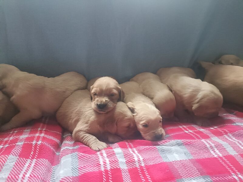 Adorable Golden Retriever Puppies for sale in Stranraer, Dumfries and Galloway - Image 3