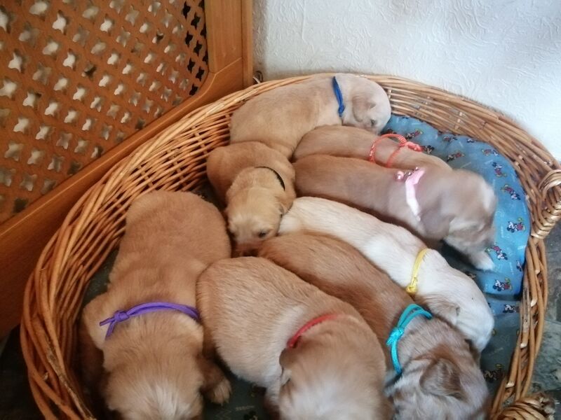 Adorable Golden Retriever Puppies for sale in Stranraer, Dumfries and Galloway - Image 5