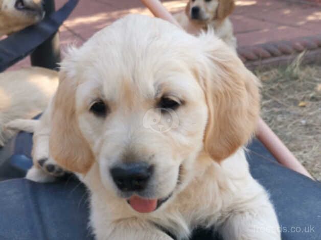Adorable Golden Retriever Puppies in Maidstone, Kent for sale in Maidstone, Kent