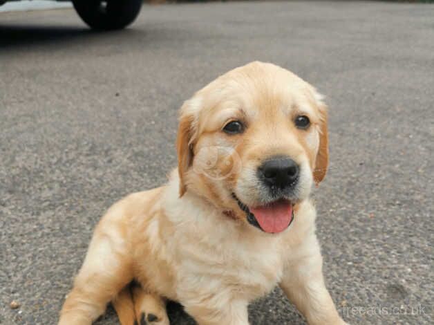 Adorable Golden Retriever Puppies in Maidstone, Kent for sale in Maidstone, Kent - Image 2