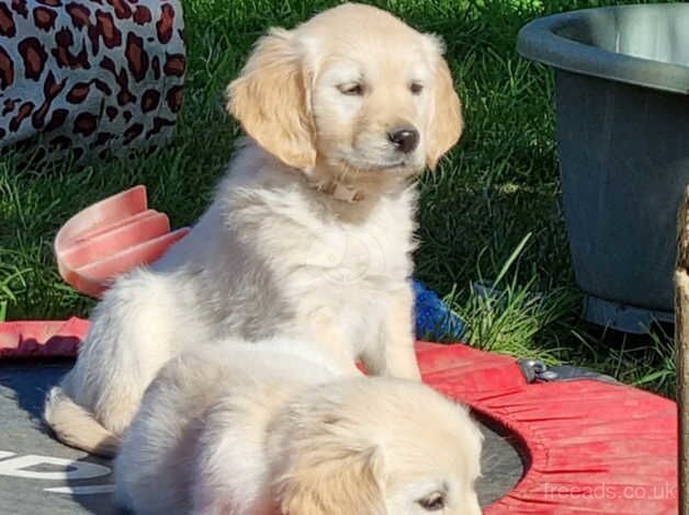 Adorable Golden Retriever Puppies. for sale in Welshpool/Y Trallwng, Powys - Image 2
