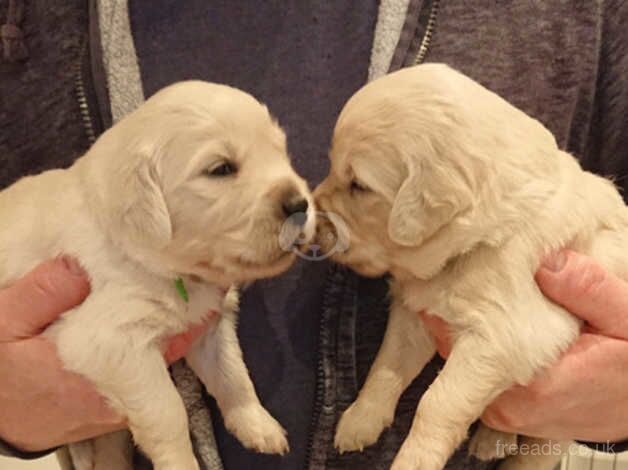 Adorable Golden Retriever pups for sale in Wickford, Essex