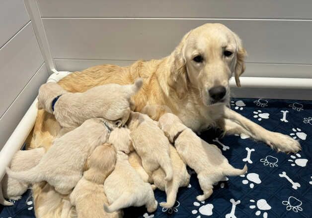 Adorable KC golden retreiver puppies for sale in Fakenham, Norfolk