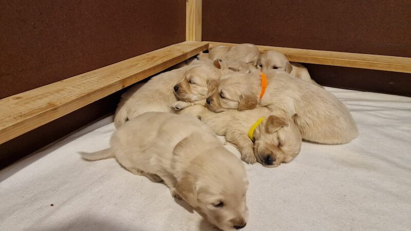 Adorable KC Registered Golden Retriever Puppies for sale in Trefecca, Powys