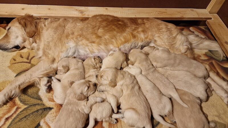 Adorable KC Registered Golden Retriever Puppies for sale in Trefecca, Powys - Image 2