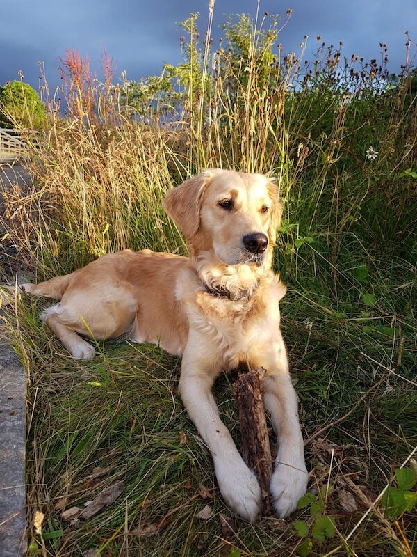 Adorable KC Registered Golden Retriever Puppies for sale in Trefecca, Powys - Image 3