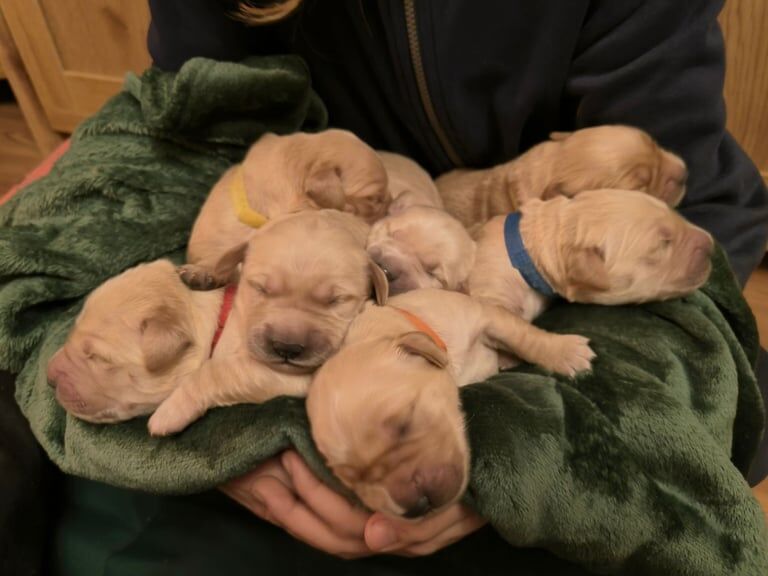 ADORABLE, KC REGISTERED, SHOW LINE PUPPY'S for sale in Aberdeen, City of Aberdeen