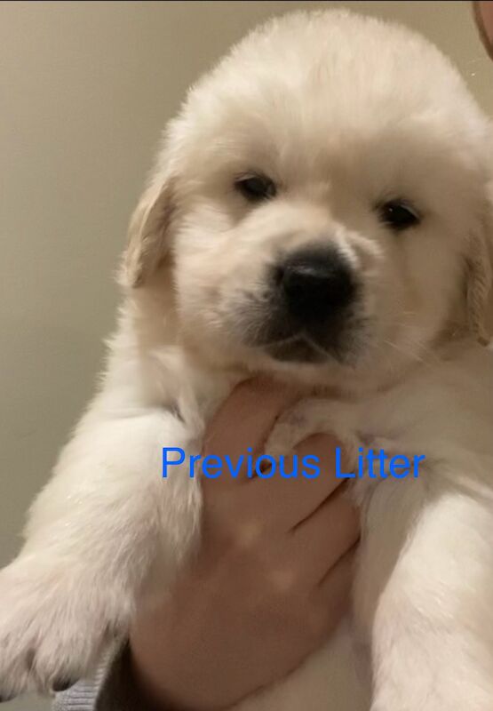 Golden Retrievers for sale in Yarm, County Durham