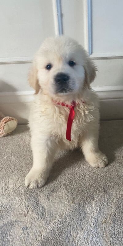 KC Registered Golden Retriever Puppies for sale in County Durham