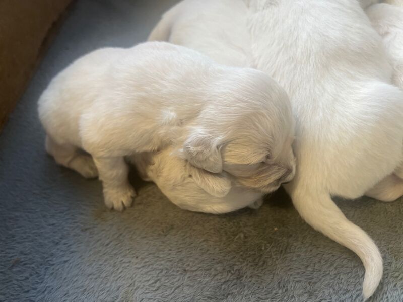 Golden Retriever Puppies for sale