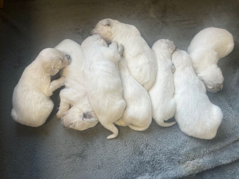 Amazing Kc Registered Golden Retrievers Puppies for sale in Yarm, County Durham - Image 5