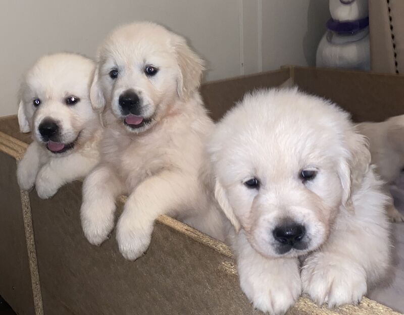 Amazing Kc Registered Golden Retrievers Puppies for sale in Yarm, County Durham - Image 7