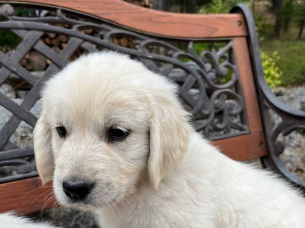 approved golden retriever puppy for sale in Wickford, Essex