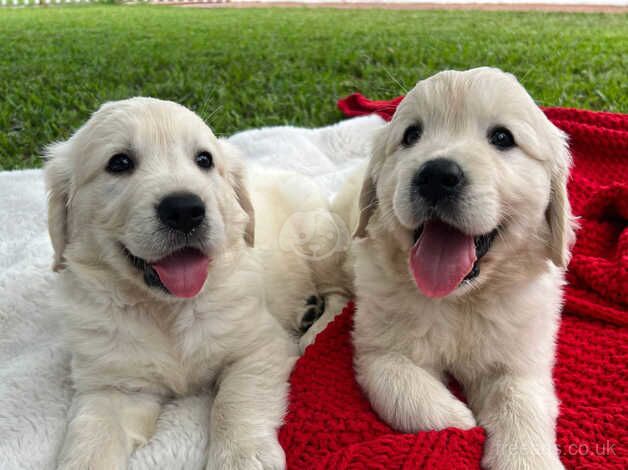 Beautiful baby golden retriever, for sale in Birmingham, West Midlands - Image 1