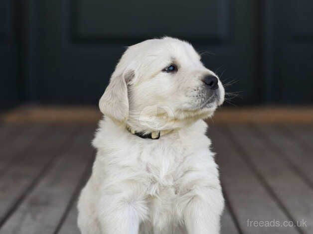 Beautiful baby golden retriever, for sale in Birmingham, West Midlands - Image 2