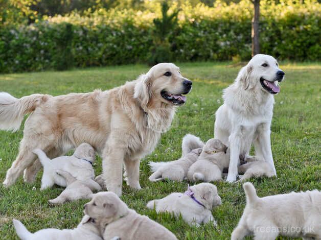 Beautiful baby golden retriever, for sale in Birmingham, West Midlands - Image 3